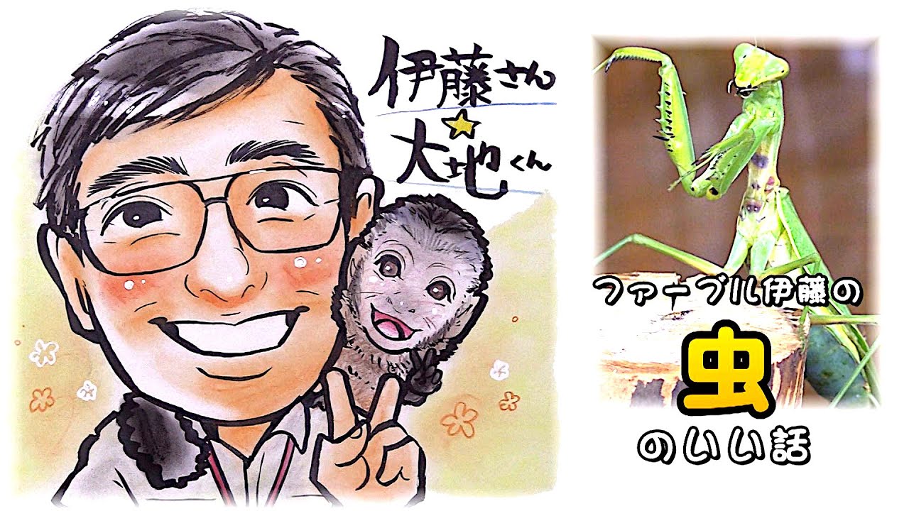 ファーブル伊藤の虫のいい話 第6回 ＜草むらの王者 カマキリ＞ - YouTube