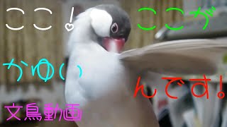 桜文鳥ほーちゃん　ここ！ここがかゆいんです　一生懸命毛繕い　文鳥動画