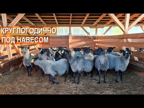 Видео: Сарай романовских овец?