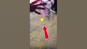 Catching big Fish by Egg , Unique Fishing Method #fishing #shorts