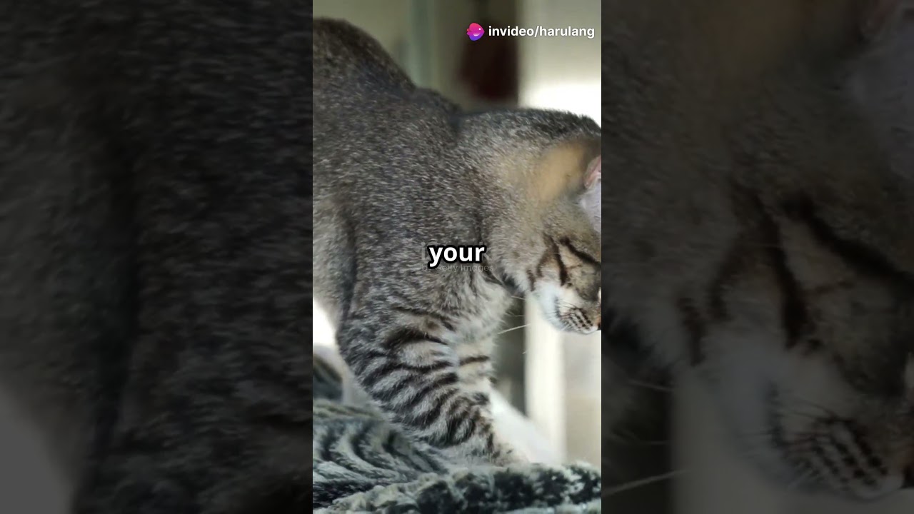 🐾 Adorable Cat Quirks That Will Melt Your Heart!