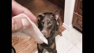 Top 10 reasons why you should get a Doberman