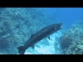 Barracuda Devours Lionfish