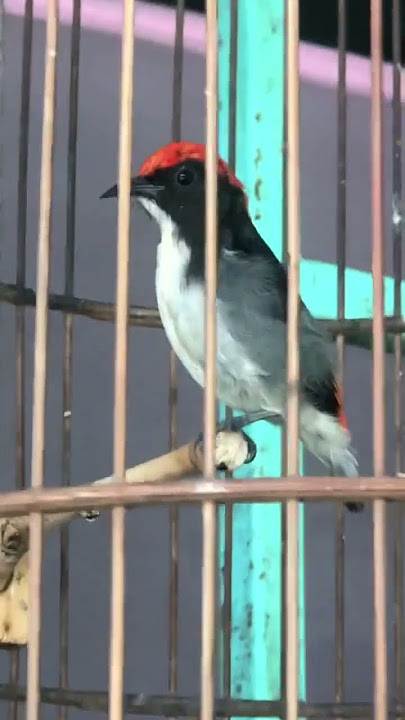 Kemade Kepala Merah Gacor