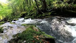 1 Hour Stream in a forest Natural sounds for Relaxation, Sleep, Meditation, Background noise by NaturePOV 107 views 8 months ago 59 minutes