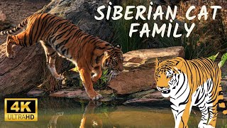 Siberian Tigers - Big Cats Wild Dcumentary ( 4K UHD )