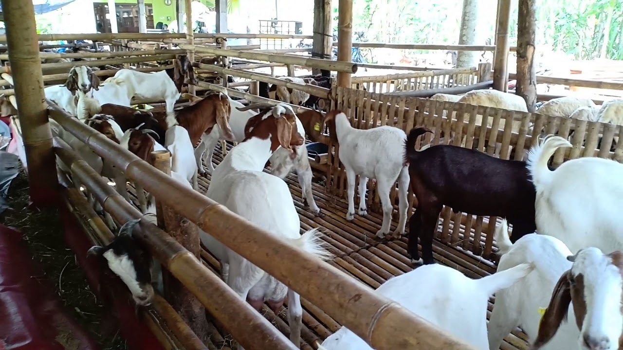 Potensi Besar Ternak Kambing Pedaging - Cara Ternak Kambing Pedaging