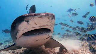 Fuvahmulah Tiger Sharks | Malediven Oktober 2021