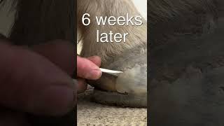 Helping a horse that has realy thin Soles