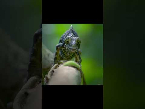 Chameleon Tongue Attack!
