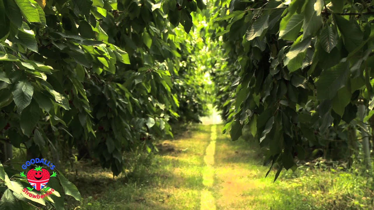 Goodalls Strawberry Farm, Hampshire