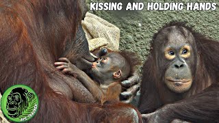 Son Holds Mom's Hand As She Kisses His New Baby Sister #babyanimals #orangutan