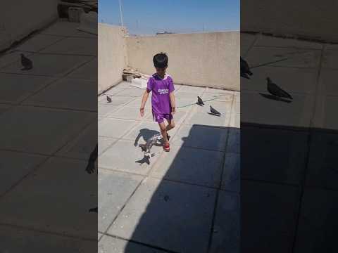 حمودي من الفراش لسطح الطير طيور