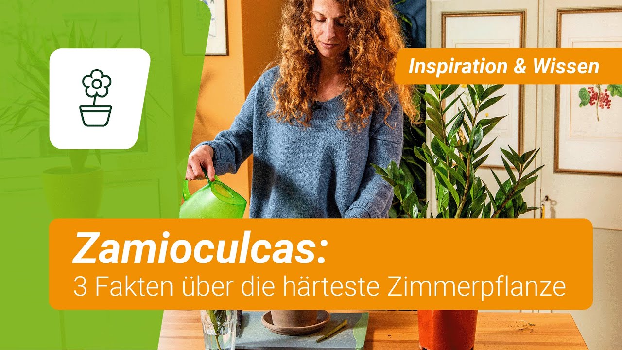 Zamioculcas: 3 Fakten ber die hrteste Zimmerpflanze der Welt