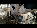 gujarat Village Young woman best cow 20 liter milk meking full length live video