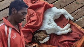 Download Lagu BELUM REJEKI PAK WANI, ANAK KAMBING PERTAMANYA MATI: CERITA DARI LAHAN TRANSMIGRASI KALIMANTAN MP3