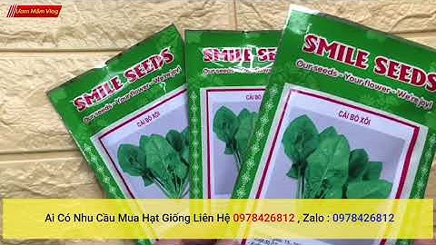 Hạt Giống Cải Bó Xôi , dễ trồng, dễ chăm sóc, kháng sau bệnh tốt, Nảy Mầm Cực Chuẩn, giá siêu tốt