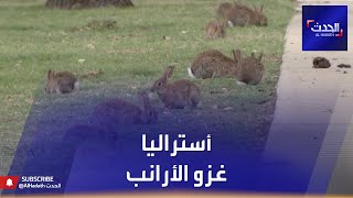 أستراليا تشكو غزو الأرانب.. وخسائر فادحة