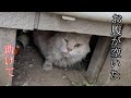 ゴミを漁る片目が潰れた洋猫を緊急保護