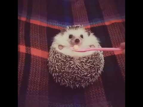 What are baby hedgehogs called?