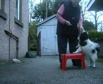 Rooskie practising HTM moves. 2. Moves using a step stool.