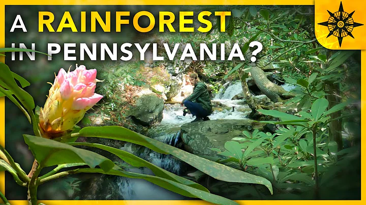 Is There A Rainforest in Pennsylvania?