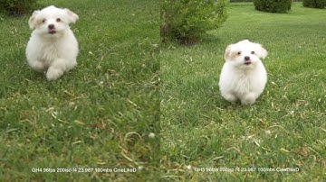 GH5 VS GH4 SLOW MOTION 96FPS