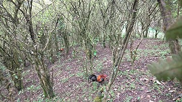 Bẫy gà rừng 2020 ,bổi không giám đá và pha chạy qua giò rất tự tin .Cuab qaib qus 2020