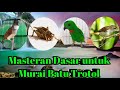 Masteran dasar untuk Trotol Murai Batu