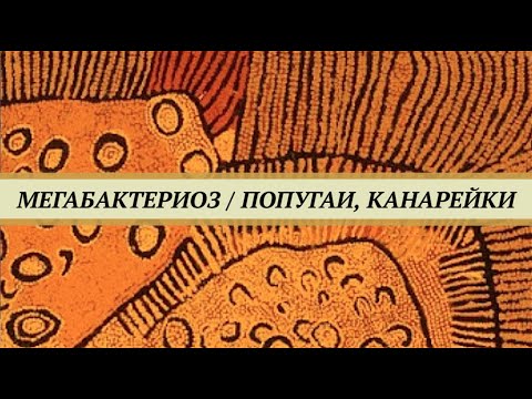 Мегабактериоз (макрохабдоз) волнистых попугаев и канареек. Признаки и лечение птиц от мегабактериоза