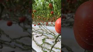 Beautiful Tamato Farm In Green House Whatsapp Status