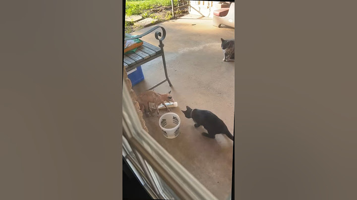 Questa donna adotta un gatto senza pelo, ma quando ha scoperto cos’era davvero.