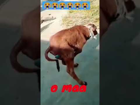 cow video short