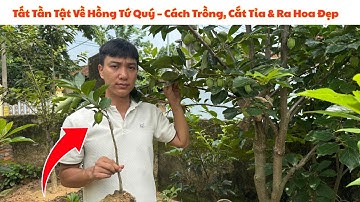 Bí Quyết Giúp Cây Hồng Tứ Quý Ra Quả Sai Trĩu Cành
