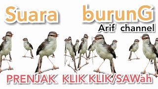 Suara burung prenjak klik klik pikat.arif channel