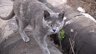 Gray cat little crying by Robin Seplut 2,543 views 3 weeks ago 6 minutes, 2 seconds