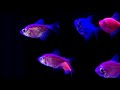 Fish Swimming Against Dark Background