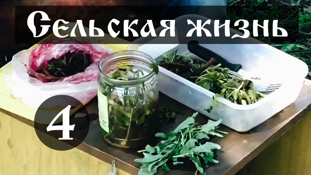 Сельская жизнь. Щирица (амарант) и лебеда – съедобные травы. 4 - YouTube