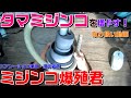 【タマミジンコを全滅させない！】ミジンコ爆殖君の使い方　開封編