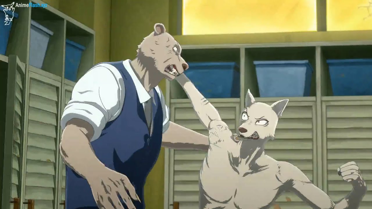 beastars, legoshi, oso, lobo, riz, pelea, sangre, baño, manga, season, temp...