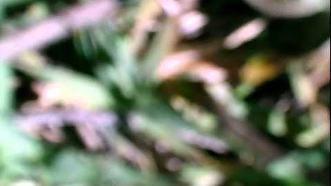 Hobbyzone Super Cub Lp with onboard camera (Part 1)