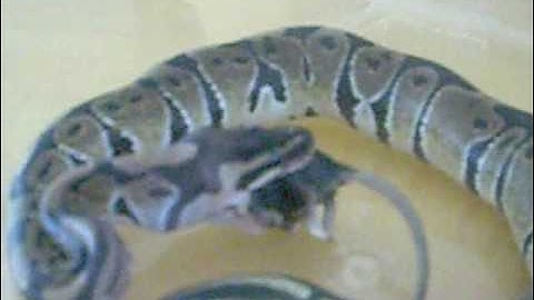 Ball Python - Monty, eating a mouse