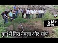 कुएं में गिरा नेवला और जहरीला सांप, फिर आप ही देखिये आगे क्या हुआ.. rescue cobra and mongoose