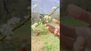 In NC, this native fruit tree is hiding in plain sight.