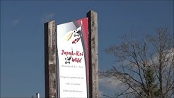hqdefault Koi Wild Besuch bei Japan Koi Wild - Full HD