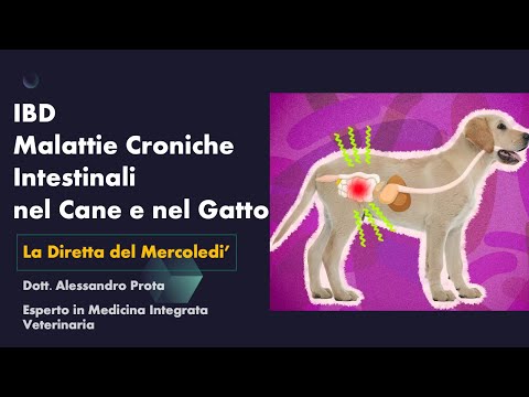 Video: Malattia infiammatoria intestinale (IBD) in cani e gatti