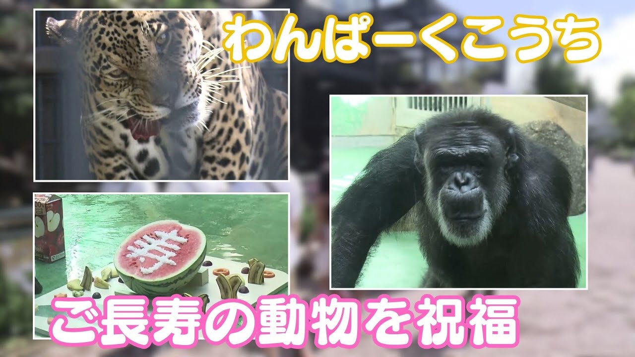 長生きしてね！』高知市の動物園で長寿の動物たちに大好物をプレゼント
