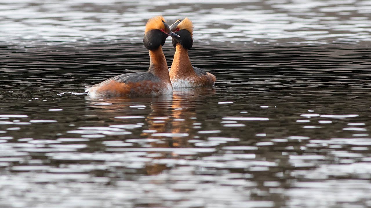 hornborgasjön 01 03 21 1080p