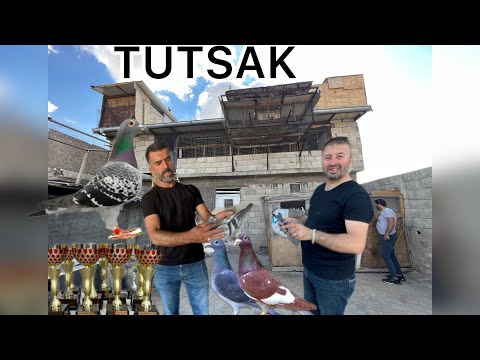 POSTACILARIN ŞAHI ANTEPLİ TUTSAK KRAL  KÜMESLERİ