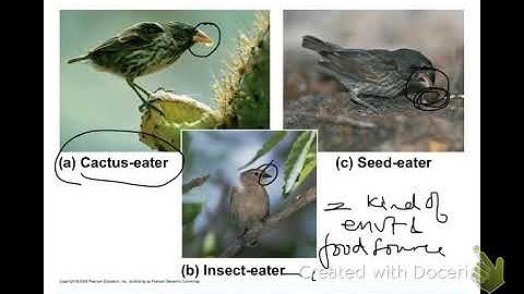 BIO101Chapter23 Evolution of populations